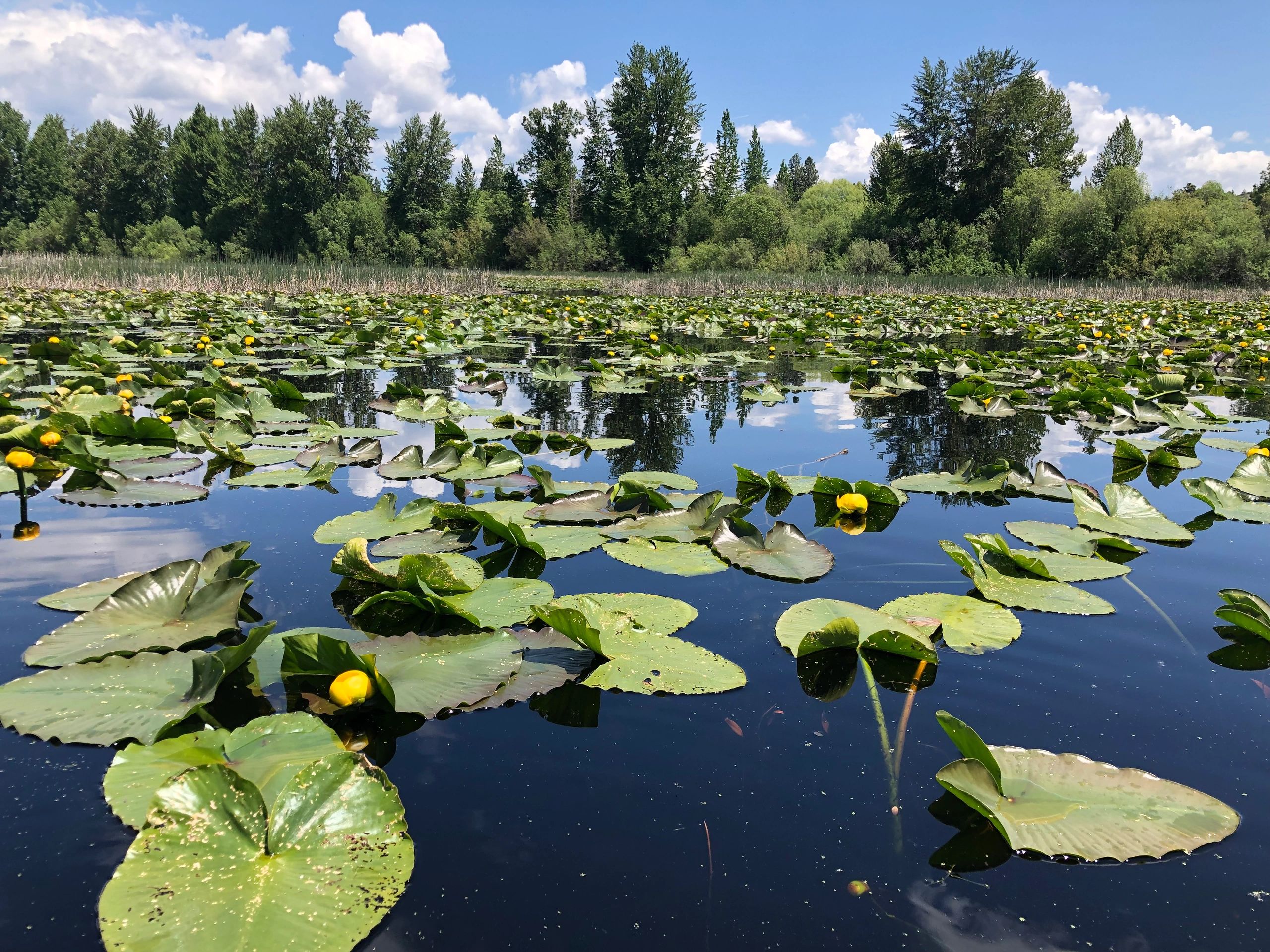 Have you been to The Wood River Wetlands in Oregon?